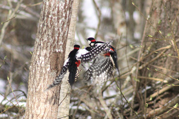 Two great spotted woodpecker males (Dendrocopos major) dueling over territory in springtime, caught in flight, close up, natural conditions, sunny day. Territorial behavior.