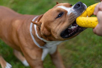 Training of the American Staffordshire terrier.Aggression in dogs.