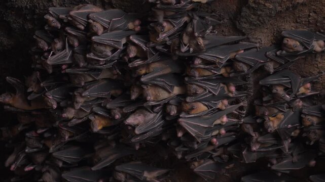 Colony of bats hanging inside dark cave