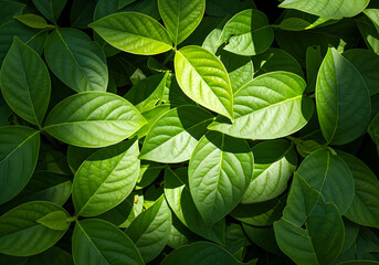 Dark green plants growing in a lush foliage background of tropical leaves like anthurium, epiphytes, or ferns, forming a beautiful green plant wall design in a cloud forest