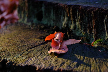 Jesienne liście na pniu drzewa w świetle zachodzącego słońca © Przemysaw