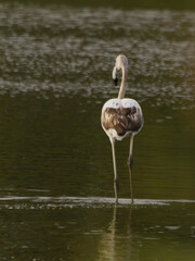 Flamenco juvenil posado con reflejo en laguna, Aiguamolls de l’Empordà, Cataluña, España, Europa