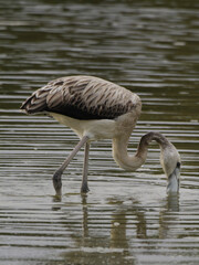 Flamenco juvenil alimentándose, Aiguamolls de l’Empordà, Cataluña, España, Europa
