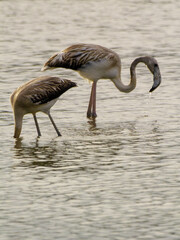 Dos flamencos juveniles alimentándose en laguna, Aiguamolls de l’Empordà, Cataluña, España, Europa