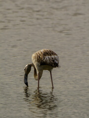 Flamenco juvenil filtrando agua, Aiguamolls de l’Empordà, Cataluña, España, Europa