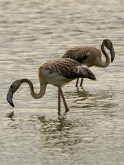 Dos flamencos juveniles alimentándose en laguna, Aiguamolls de l’Empordà, Cataluña, España, Europa