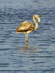 Flamenco juvenil posado en laguna, Aiguamolls de l’Empordà, Cataluña, España, Europa