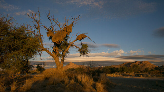 tree with many of huge nests of sociable weavers in the Namib 726
