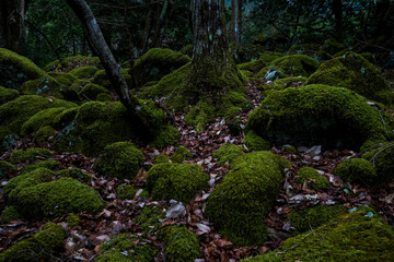 兵庫県朝来市の竹田城と雲海