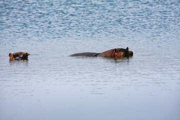 Fototapeta premium hippos partially submerged in water. Two Hippopotamus amphibius in the Chobe River Botswana