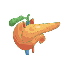 Human Pancreas and Duodenum Anatomy Illustration 1.