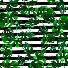 Green monstera leaves on black and white horizontal stripes background tropical plant
