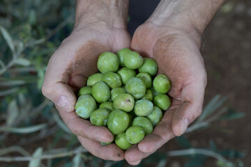 Farmer’s hands holding freshly picked green olives with soil background
