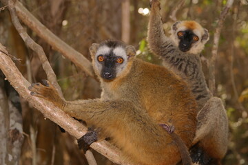 two brown lemurs in the tree look curiously 015   
