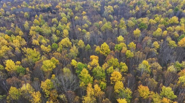 Golden birch forest in autumn of Northeast China