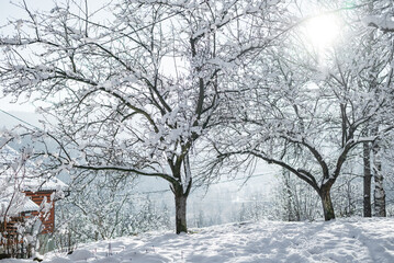 Beautiful winter landscape with frosty trees and snow-covered garden under soft morning sunlight
