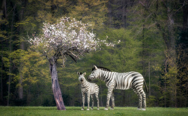 Zwei Zebras stehen unter einem Apfelbaum im Wald vom Kloster Loccum 