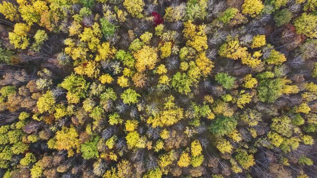 Golden birch forest in autumn of Northeast China