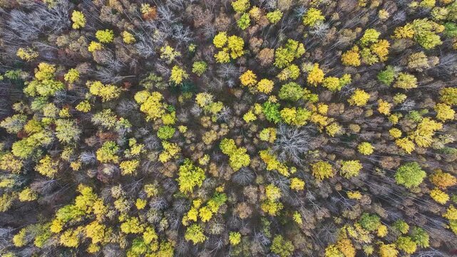 Golden birch forest in autumn of Northeast China