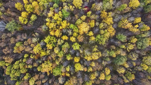 Golden birch forest in autumn of Northeast China