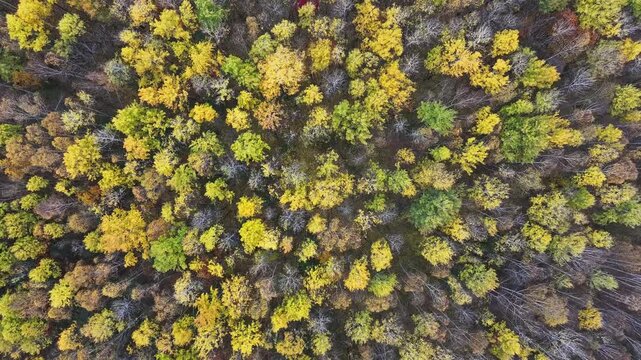 Golden birch forest in autumn of Northeast China