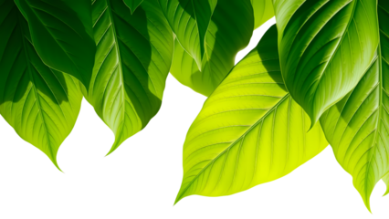 Close-up shot of vibrant green leaves with visible veins, partially isolated against a white background, showcasing natural textures and light.