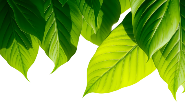 Close-up shot of vibrant green leaves with visible veins, partially isolated against a white background, showcasing natural textures and light.