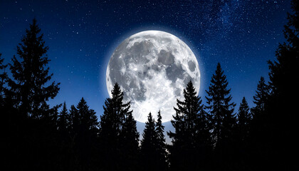 Full Moon Night Forest