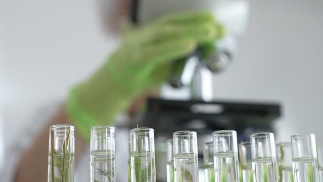 Close up of test tubes with a scientist analyzing plant samples in test tubes with a microscope, conducting research in a laboratory. Medicine, healthcare and science concept