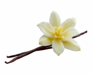 Serene vanilla flower isolated pod background for spa wellness and cosmetic ingredient concept with background, vanilla, option