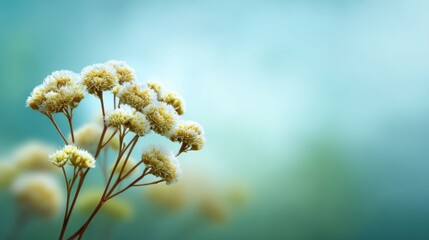 Fototapeta premium Delicate Yellow Wildflowers on Thin Stems against a Soft Blue Green Background, Perfect for Nature and Floral Designs