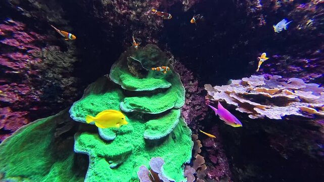 Groupe de poissons clown sur un d&eacute;cor sous-marin vert fluorescent et violet.
