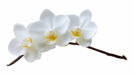 Closeup vanilla flower isolated pod background, glossy cut-out photo with pure flavour and leaf with wellness, selection, cream