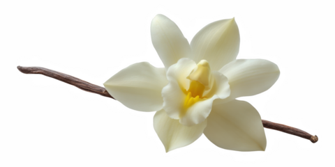 Closeup vanilla flower isolated pod background, glossy cut-out photo with pure flavour and leaf with out, favor, highlight