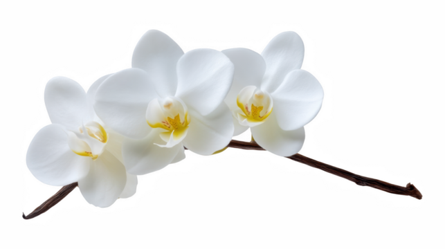 Closeup vanilla flower isolated pod background, glossy cut-out photo with pure flavour and leaf with wellness, selection, cream