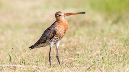 Obraz premium great blue heron