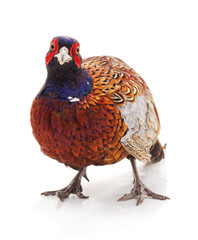 Colorful pheasant isolated on white background.