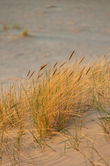 A beautiful sunset scenery with grass growing on the beach of Baltic Sea. Summer evening in Latvia, Europe.