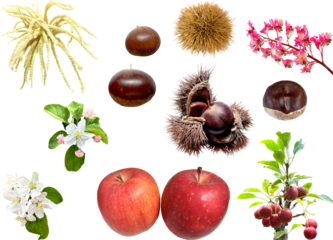 切り抜き透過素材セットー秋の実とその花