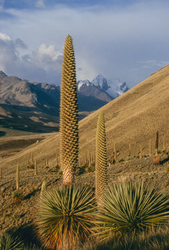 Andes in Peru at an altitude of 5000 m with flowering Puya raimondii 139