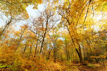 The road of the wolf in Fontainebleau forest