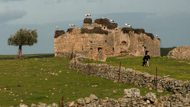many white storks nest on a ruin in Spain 268 
