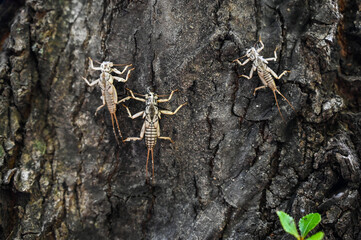 Stonefly Nymphs The Tree Larvae