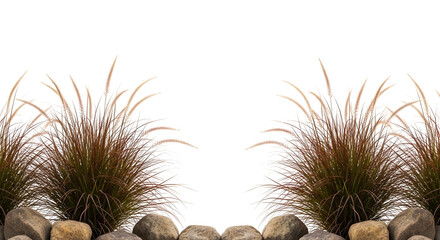 Symmetrical brown fountain grass clumps over smooth rocks, isolated on transparent background.