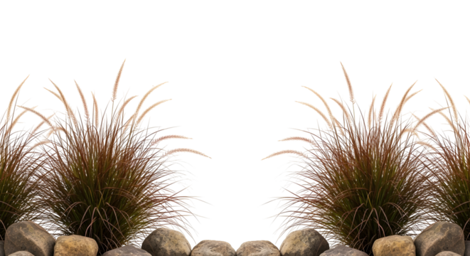 Symmetrical brown fountain grass clumps over smooth rocks, isolated on transparent background.