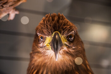 Close up of hawk staring directly into camera.