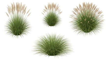 Group of four isolated clumps of green grass, some with tan plumes (Moor grass), isolated on transparent background.