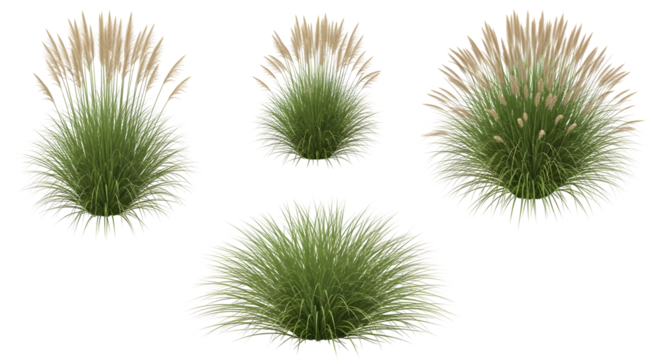 Group of four isolated clumps of green grass, some with tan plumes (Moor grass), isolated on transparent background.
