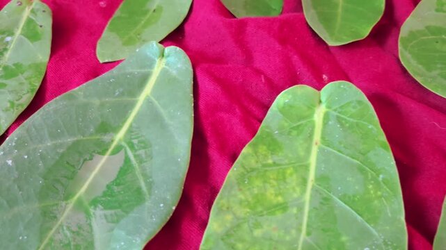 On a Saturday in Shravan, a devotee showed deep piety to Lord Hanuman & Shri Ram. On a red cloth, a garland & 11 sacred Rui leaves (Calotropis Gigantea) were placed, a pious tradition.