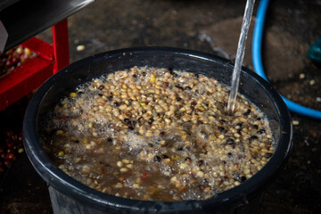 Coffee bean processing water bath farm location raw material industrial environment close-up view agriculture concept